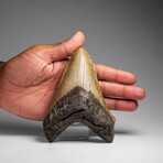 Genuine Megalodon Shark Tooth (in display box)