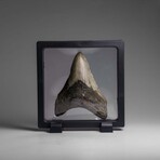 Genuine Megalodon Shark Tooth in Display Box // 73.3 g
