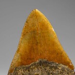 Genuine Megalodon Shark Tooth in Display Box // 350 g