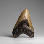 Genuine Megalodon Shark Tooth in Display Box // 264.2 g