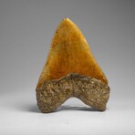 Genuine Megalodon Shark Tooth in Display Box // 350 g