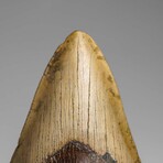 Genuine Megalodon Shark Tooth (in display box)