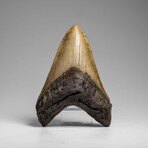 Genuine Megalodon Shark Tooth (in display box)