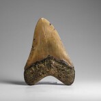 Genuine Megalodon Shark Tooth in Display Box // 264.2 g