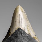 Genuine Megalodon Shark Tooth in Display Box // 73.3 g