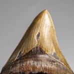 Genuine Megalodon Shark Tooth in Display Box // 369.2 g