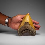 Genuine Megalodon Shark Tooth in Display Box // 350 g