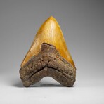 Genuine Megalodon Shark Tooth in Display Box // 350 g