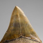 Genuine Megalodon Shark Tooth in Display Box // 369.2 g