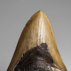 Genuine Megalodon Shark Tooth in Display Box // 264.2 g