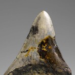 Genuine Megalodon Shark Tooth in Display Box // 73.3 g