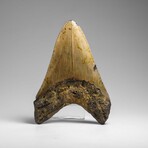 Genuine Megalodon Shark Tooth (in display box)