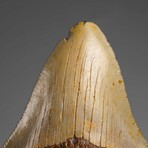 Genuine Megalodon Shark Tooth in Display Box // 286.3 g