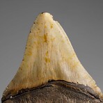 Genuine Megalodon Shark Tooth in Display Box // 286.3 g
