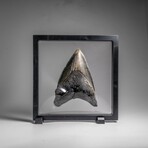 Genuine Megalodon Shark Tooth in Display Box // 303.8 g