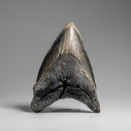 Genuine Megalodon Shark Tooth in Display Box // 303.8 g