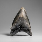 Genuine Megalodon Shark Tooth in Display Box // 303.8 g