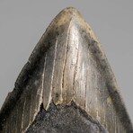 Genuine Megalodon Shark Tooth in Display Box // 303.8 g