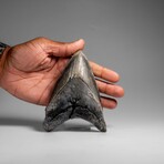 Genuine Megalodon Shark Tooth in Display Box // 303.8 g