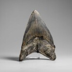 Genuine Megalodon Shark Tooth in Display Box // 303.8 g