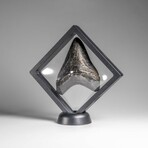 Genuine Megalodon Shark Tooth in Display Box // 118.7 g