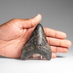 Genuine Megalodon Shark Tooth in Display Box // 118.7 g