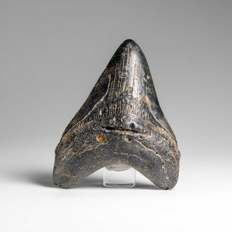 Genuine Megalodon Shark Tooth in Display Box // 118.7 g