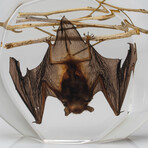 Genuine Bugs in Freeform Lucite // Hanging Bat