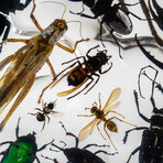 50 Genuine Bugs in Display Frame