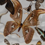 15 Genuine Butterflies in Display Frame