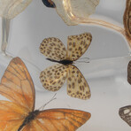 15 Genuine Butterflies in Display Frame