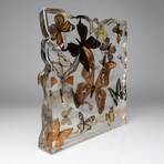 15 Genuine Butterflies in Display Frame