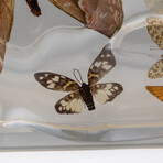 15 Genuine Butterflies in Display Frame