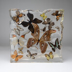 15 Genuine Butterflies in Display Frame