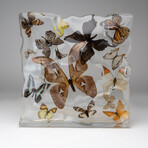 15 Genuine Butterflies in Display Frame
