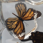 15 Genuine Butterflies in Display Frame