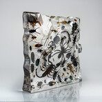 50 Genuine Bugs in Display Frame