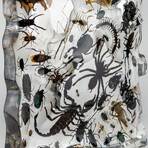 50 Genuine Bugs in Display Frame