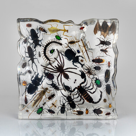 50 Genuine Bugs in Display Frame