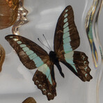 15 Genuine Butterflies in Display Frame