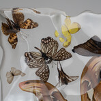 15 Genuine Butterflies in Display Frame