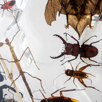 50 Genuine Bugs in Display Frame