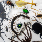 50 Genuine Bugs in Display Frame