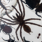 50 Genuine Bugs in Display Frame