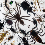 50 Genuine Bugs in Display Frame