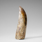 Genuine Natural Carcharodontosaurus Dinosaur Tooth in Display Box
