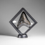 Genuine Megalodon Shark Tooth (in display box)