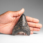 Genuine Megalodon Shark Tooth (in display box)