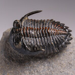 Genuine Ceratarges armatus Trilobite from Morocco