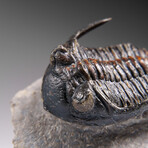 Genuine Ceratarges armatus Trilobite from Morocco